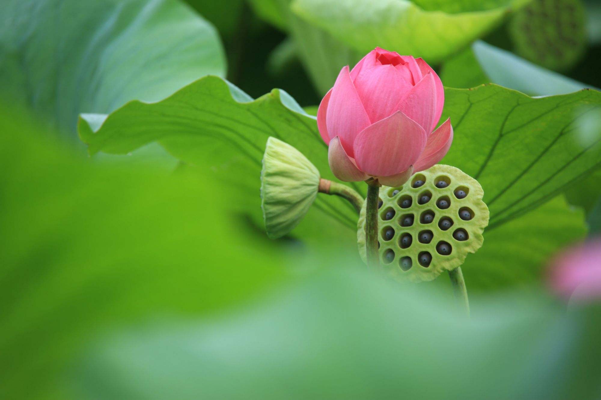莲花(莲花楼原著小说)