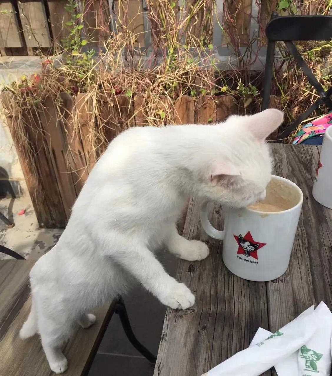 猫能喝咖啡吗(猫能喝咖啡吗为什么)