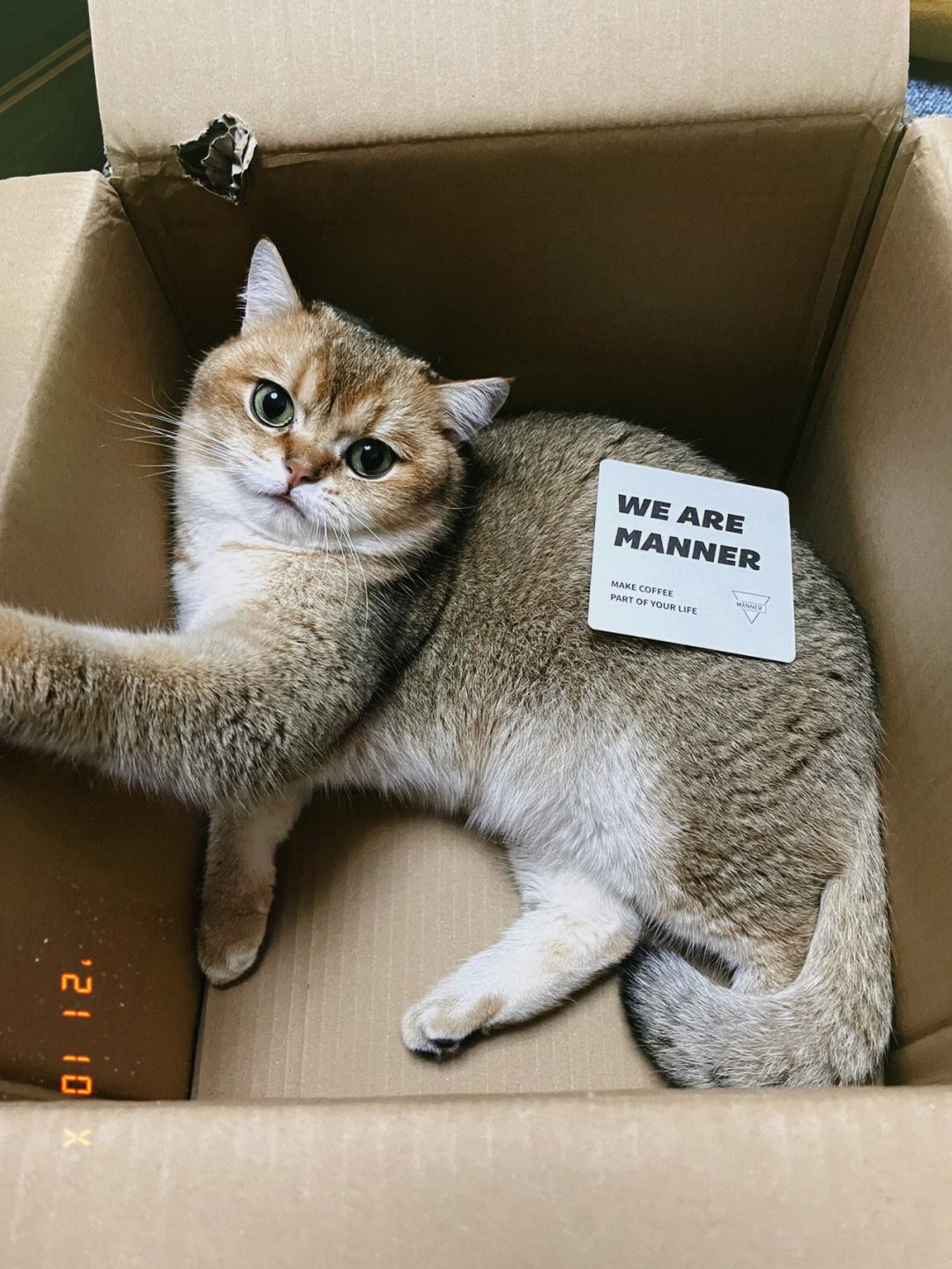 猫能喝咖啡吗(猫能喝咖啡吗为什么)