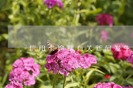 链家麦田打架(链家麦田哪个员工制度好)