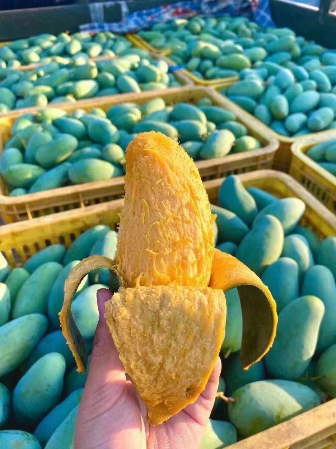 芒果成熟季节(芒果成熟季节文案)