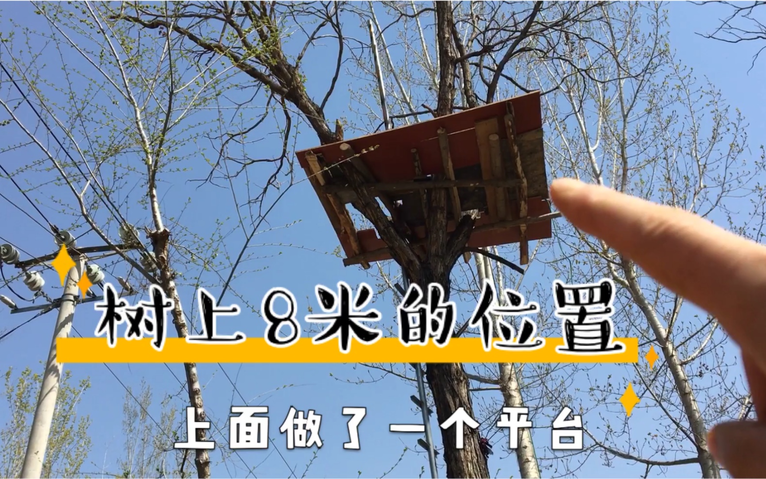 卖树的平台(卖树的平台呀就送女生)